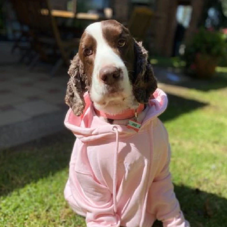 Jack mascota Blush-Bar